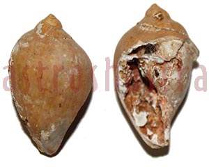 heera shankh